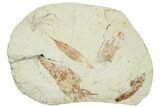 Four Miocene Fossil Leaves (Cinnamomum) - Augsburg, Germany #254180-1